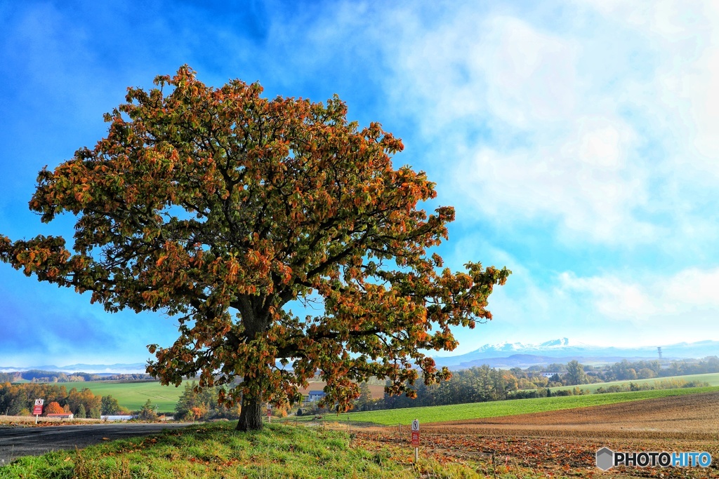 この時期のセブンの木好きです。