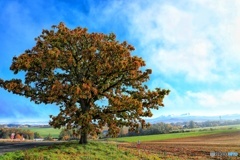 この時期のセブンの木好きです。