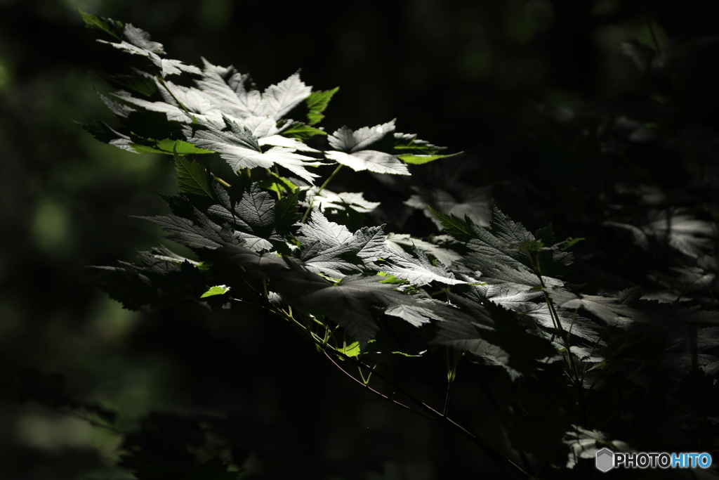 白金 不動の滝付近