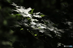 白金 不動の滝付近