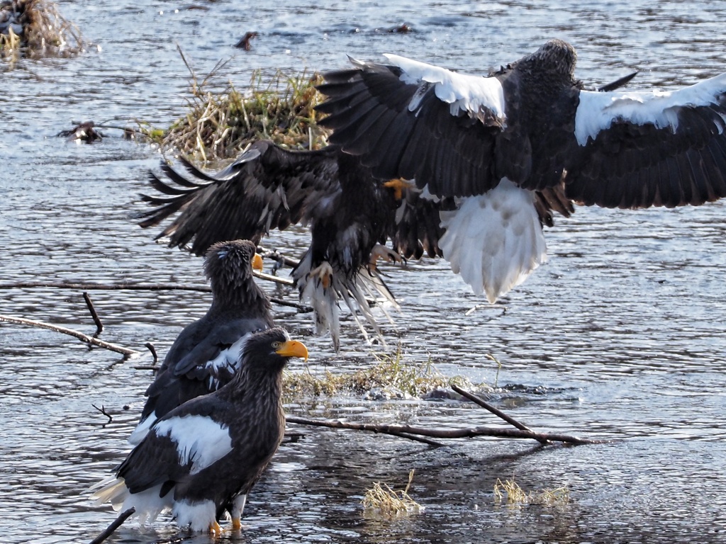 幼鳥たまらず逃げ出した 