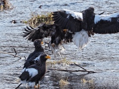幼鳥たまらず逃げ出した 