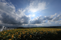 次の日は 定番美瑛！滝川で高速降りて富良野周りで 富良野は スコールでした。 
