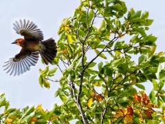 白ひげのカケス