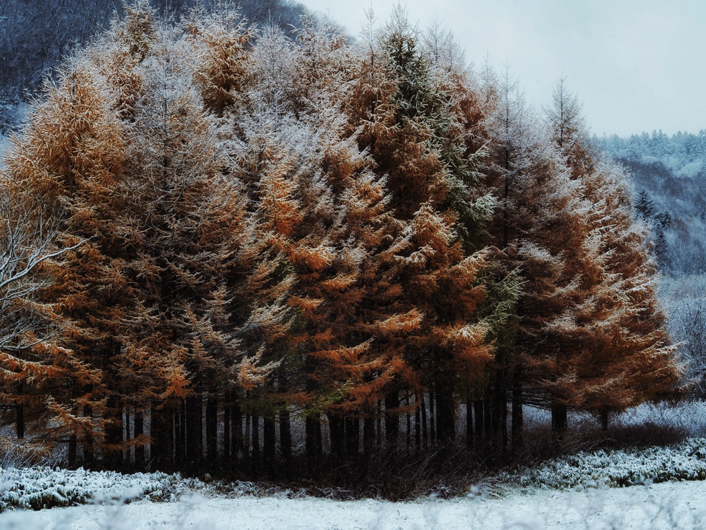 初雪