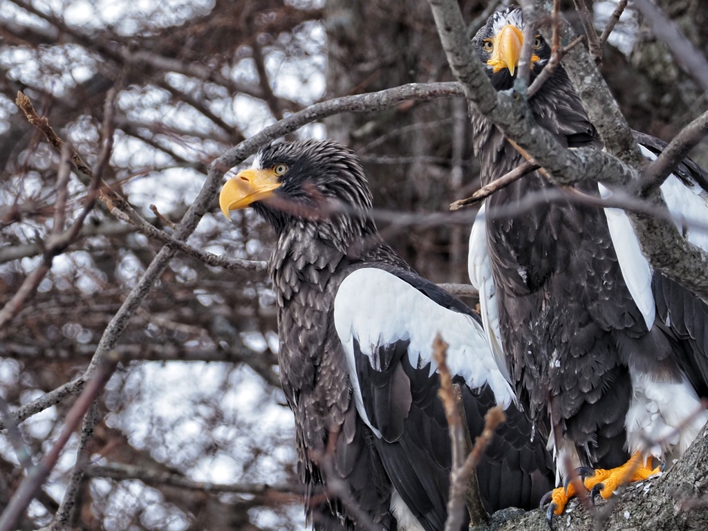 オオワシカップル