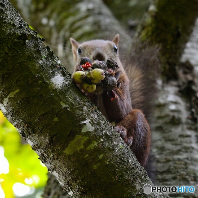 このフルーツは 旨い❗
