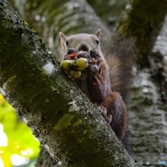 このフルーツは 旨い❗