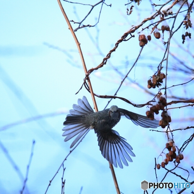 うるさい鳥です！