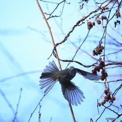 うるさい鳥です！