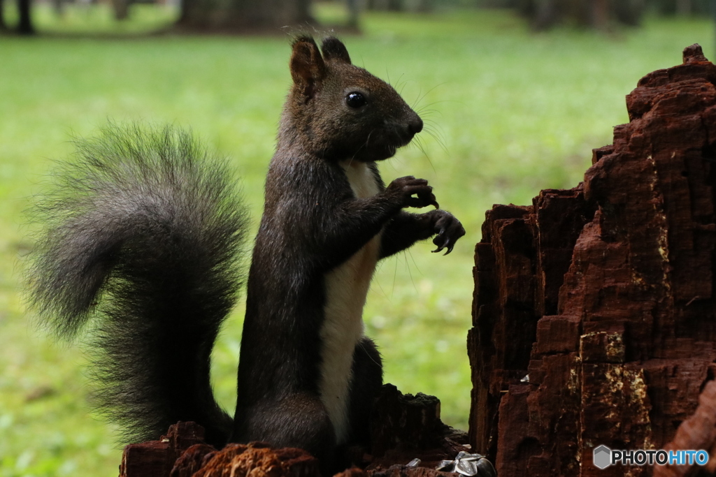 エゾリスの楽園