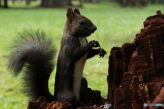 エゾリスの楽園