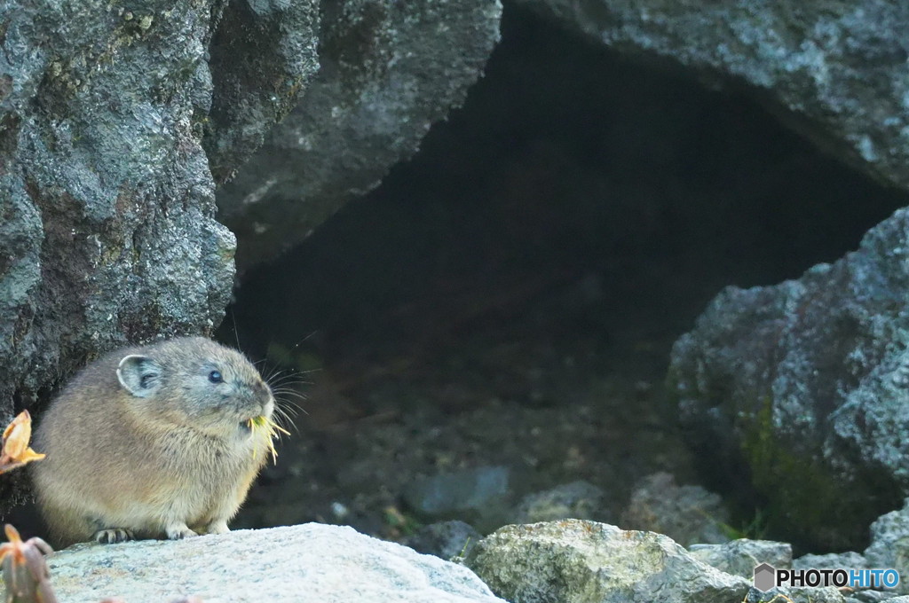 ほんと山のアイドルですね！