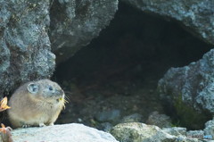 ほんと山のアイドルですね！