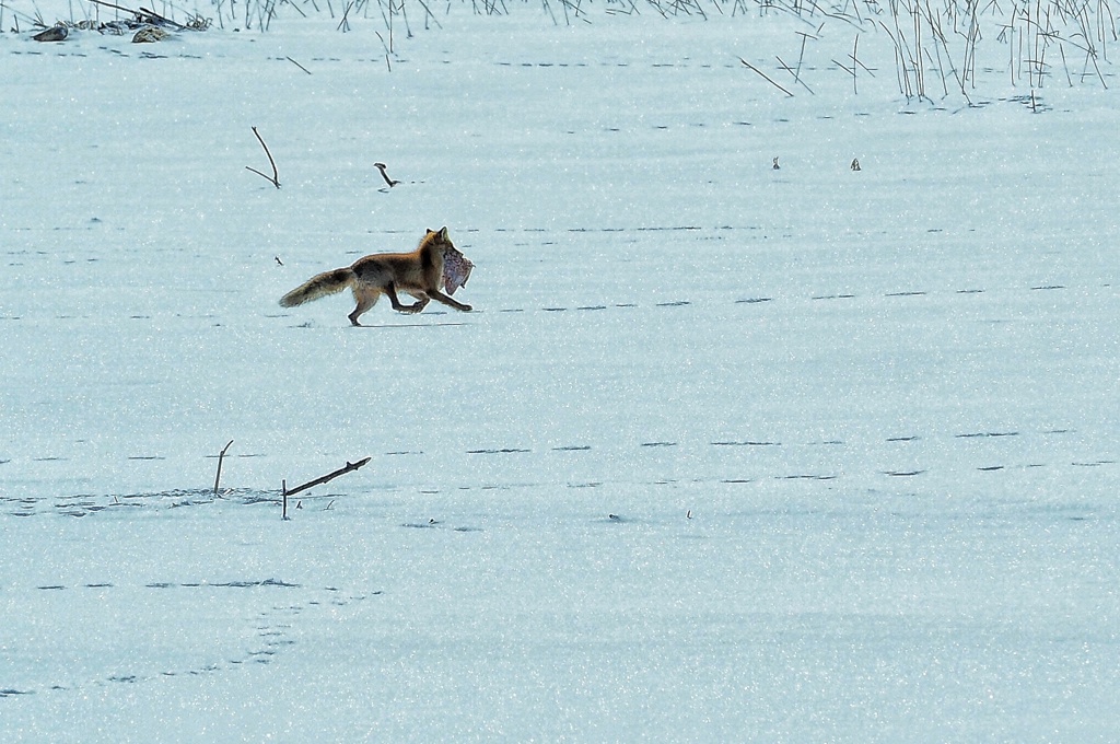 ツネさんも参戦 早い者勝ちだい！
