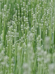 ファーム富田