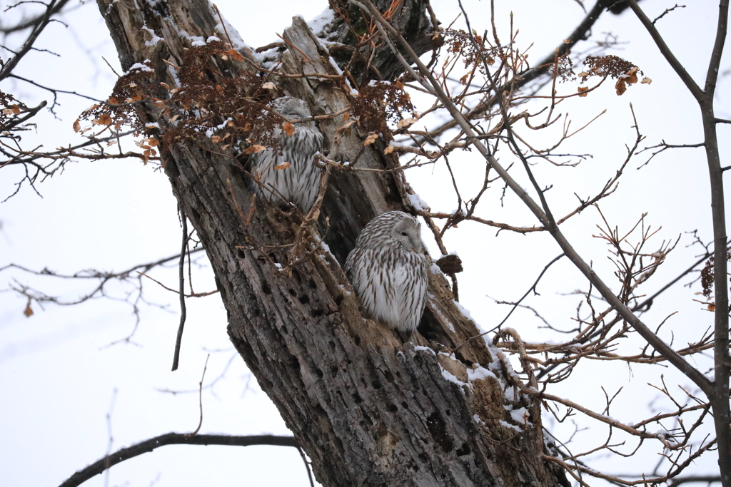 オッちゃん さすが自分の席は 譲らない！(笑)