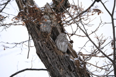 オッちゃん さすが自分の席は 譲らない！(笑)