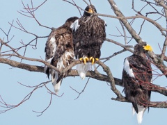 今年は オオワシが多いようです