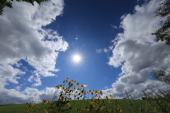 黄色が綺麗で その辺に咲いてます。