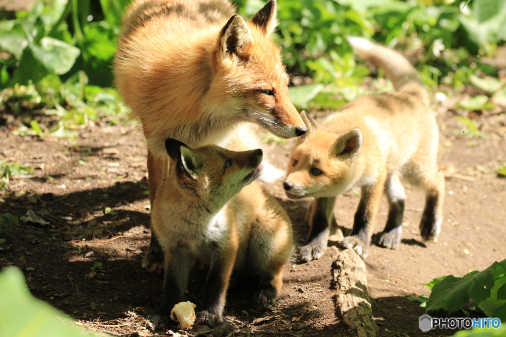 お母さんと一緒！
