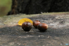 どんぐりテーブル