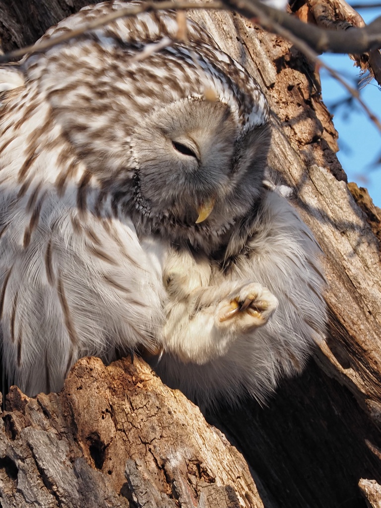 フクちゃん 今日はアクティブに動いてます。