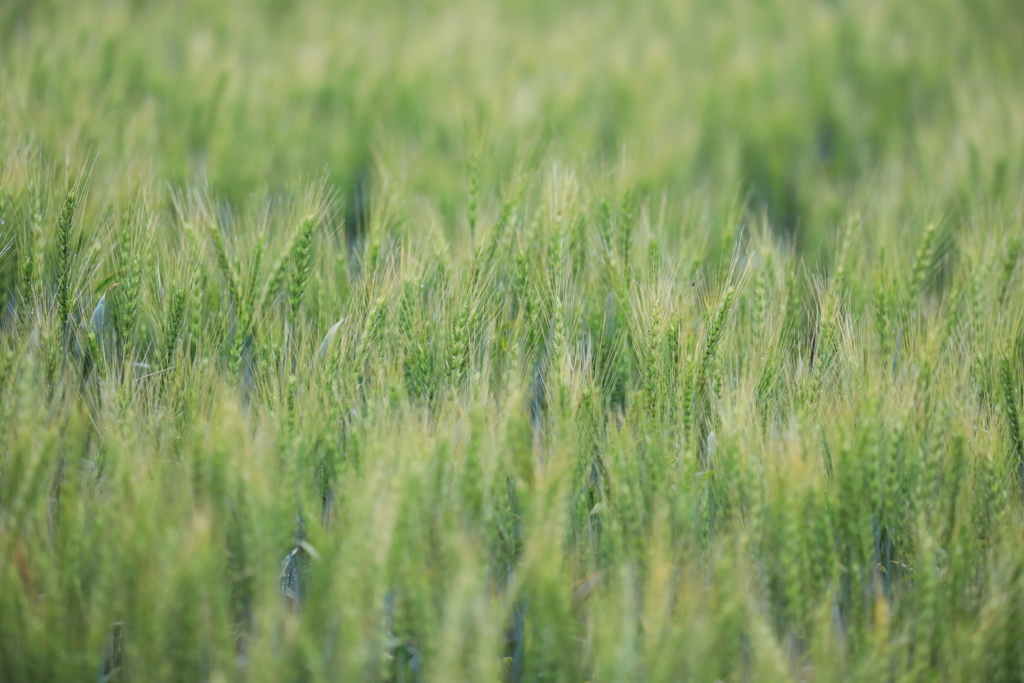 金麦まで2週間くらいかな～