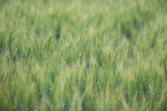 金麦まで2週間くらいかな～