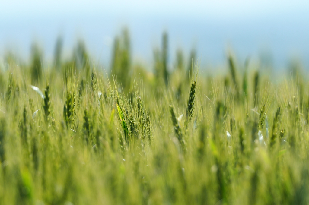 麦も楽しみです。