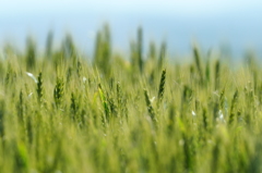 麦も楽しみです。