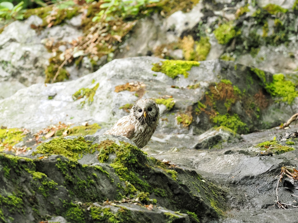 エゾフクロウ母