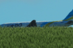 丘をかすめて飛ぶジェット機