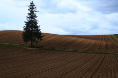 四季を通して絵になる木