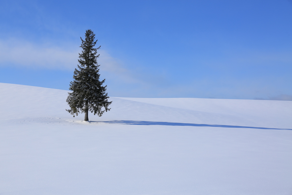 ツリーも最高！