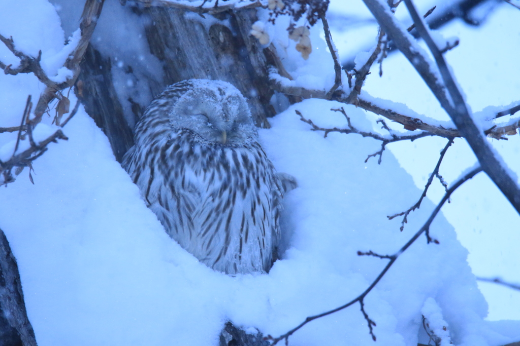 ダルマ母ちゃん この頃旦那さん見ない！(笑)