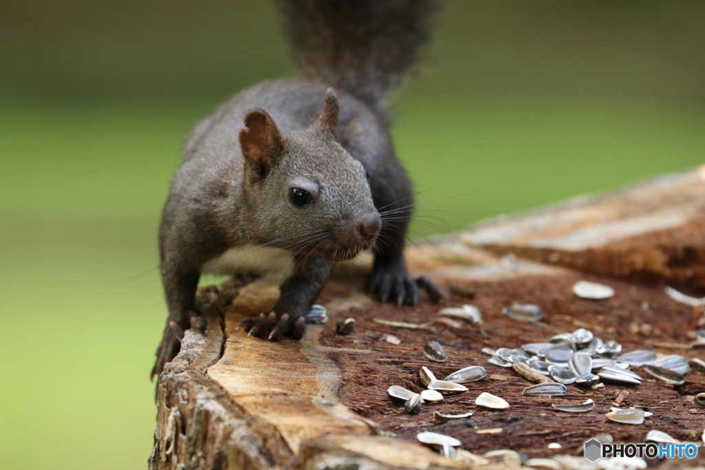 眠そうなエゾリス君