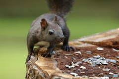 眠そうなエゾリス君