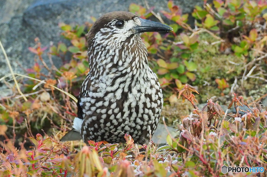 何野鳥？