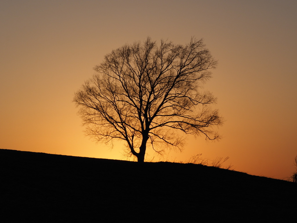親子の木近くの木