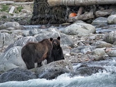 知床 親子グマ