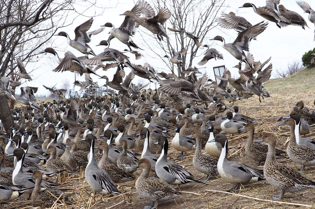 飛び立つ者 立たない者