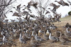 飛び立つ者 立たない者