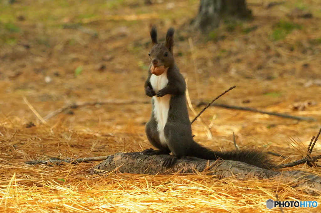 くるみゲット！
