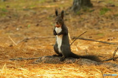 くるみゲット！