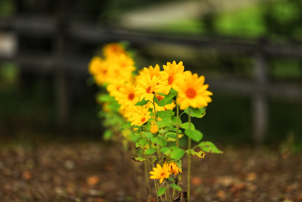 太陽の丘 小さなひま達