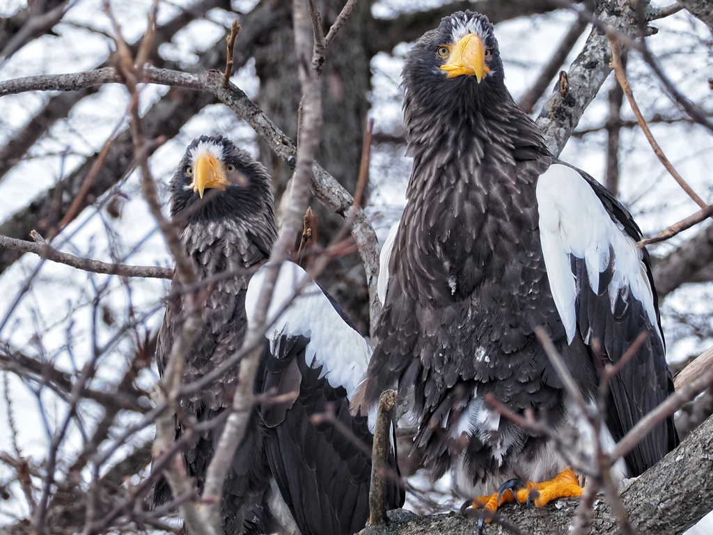 オオワシカップル