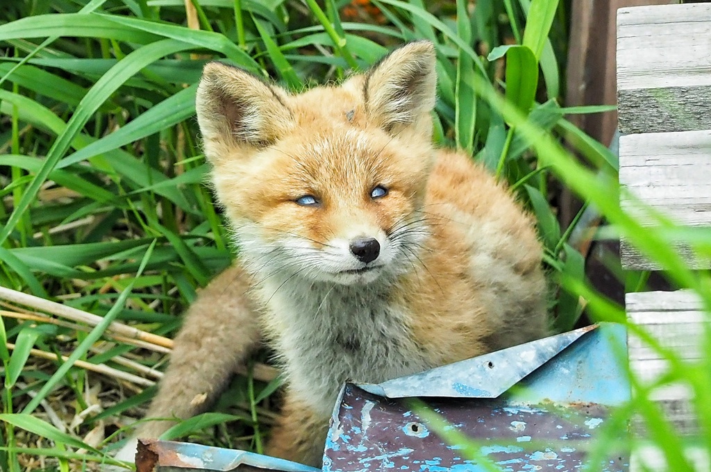 コツネちゃん変顔