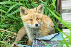 コツネちゃん変顔