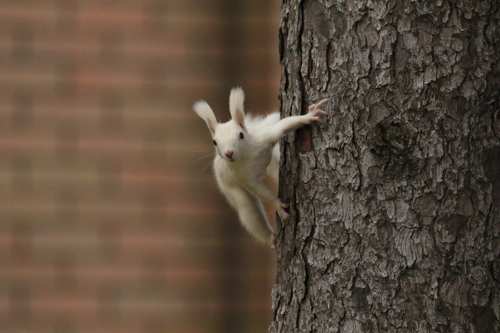 ヤバい！シロスケ！